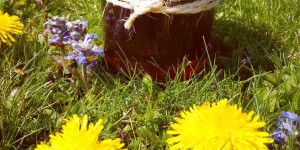 Beitragsbild des Blogbeitrags DIY-Projekt: Wie man aus Löwenzahn Honig herstellt