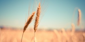 Beitragsbild des Blogbeitrags Sommersonnenwende: Uralte Tradition