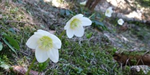 Beitragsbild des Blogbeitrags Baden in Schneerosen 