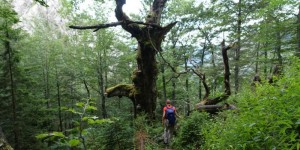Beitragsbild des Blogbeitrags Am Rande des Wildnisgebiets Dürrenstein
