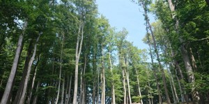 Beitragsbild des Blogbeitrags Erholung im Lainzer Tiergarten