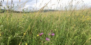Beitragsbild des Blogbeitrags Der Wiener Stadtwanderweg 6