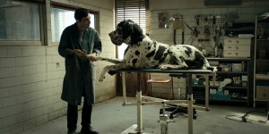 Beitragsbild des Blogbeitrags Dogman