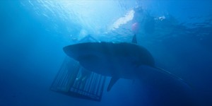 Beitragsbild des Blogbeitrags 47 Meters Down 