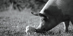 Beitragsbild des Blogbeitrags Gunda