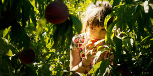 Beitragsbild des Blogbeitrags Alcarràs – Die letzte Ernte