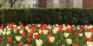 Beitragsbild des Blogbeitrags Tulpenblüte