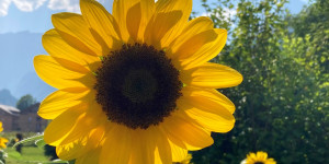 Beitragsbild des Blogbeitrags Sommer, Sonne, Sonnenblume!