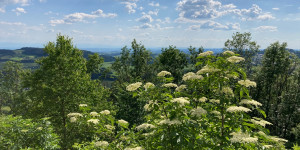 Beitragsbild des Blogbeitrags Holler mit Weitblick