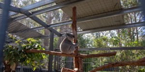 Beitragsbild des Blogbeitrags Zu Besuch im Koala Hospital Port Macquarie