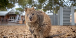 Beitragsbild des Blogbeitrags Eine Radtour auf „Quokka Island“ 