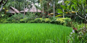 Beitragsbild des Blogbeitrags Ubud wir kommen – es geht ins Landesinnere von Bali