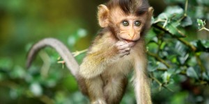 Beitragsbild des Blogbeitrags Monkey Forest in Ubud // Besucht den verrückten Affenpark auf Bali 