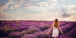 Beitragsbild des Blogbeitrags Lavendelfelder in der Provence // Bestaunt das Meer aus lila Blüten 
