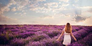 Beitragsbild des Blogbeitrags Lavendelfelder in der Provence // Bestaunt das Meer aus lila Blüten