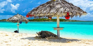 Beitragsbild des Blogbeitrags Urlaub auf den Bahamas // 10 Tage im top Hotel inkl. Flügen // nur 879,-€
