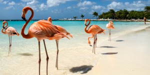 Beitragsbild des Blogbeitrags Der Flamingo Beach auf Aruba // Wie ihr auf die begehrte Insel gelangt und was euch dort erwartet