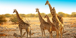 Beitragsbild des Blogbeitrags Namibia Rundreise // 13 Tage in sehr guten Hotels inkl. Flügen ab Wien mit Qatar Airways, Transfers, Ausflügen und Frühstück // nur 1899,-€