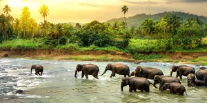 Beitragsbild des Blogbeitrags Sri Lanka Familien-Rundreise // 12 Tage Rundreise durch Sri Lanka inkl. Hotels****, Flügen, Halbpension und Eintritten // nur 1449,-€ 