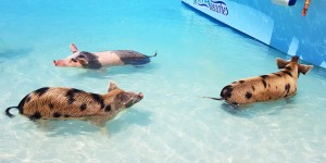Beitragsbild des Blogbeitrags Sehnsuchtsziel Bahamas // Karibikflair, schwimmende Schweine und unvergessliche Erfahrungen 