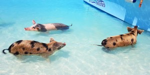 Beitragsbild des Blogbeitrags Sehnsuchtsziel Bahamas // Karibikflair, schwimmende Schweine und unvergessliche Erfahrungen