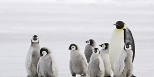 Beitragsbild des Blogbeitrags Weihnachts-Kreuzfahrt durch die Antarktis // Antarktis: 20 Tage Expeditionskreuzfahrt inkl. Frühstück/Vollpension und 200€ Bordguthaben // nur 5999,-€