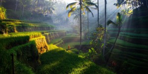 Beitragsbild des Blogbeitrags Entspannung auf Bali // Bali: 9 Tage im sehr guten Maison at C Boutique Hotel & Spa Seminyak**** inkl. Flügen, Transfer & Frühstück // nur 887,-€