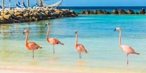 Beitragsbild des Blogbeitrags Traumurlaub auf Aruba // 12 Tage im sehr guten Hotel inkl. Flügen  // nur 1039,-€ 