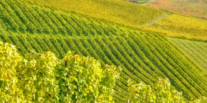 Beitragsbild des Blogbeitrags Genussurlaub in der Steiermark // 3 Tage im top Hotel **** inkl. Halbpension, Wellness & Extras // nur 199,-€
