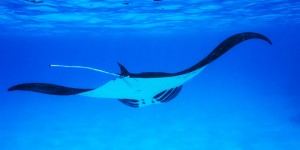 Beitragsbild des Blogbeitrags Wow: Die schönsten Korallenriffe der Welt