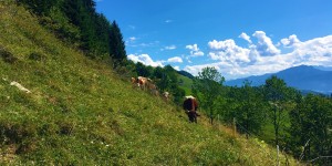 Beitragsbild des Blogbeitrags Tirol: 4 bis 6 Tage im sehr guten 4 Sterne Hotel inkl. Halbpenion Plus, Wellness und weiteren Extras für nur 199€ 