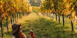 Beitragsbild des Blogbeitrags The View to Remember: Viennese Vineyards with Traubisoda 