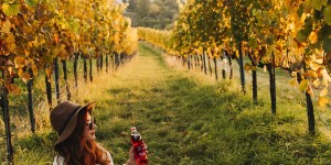 Beitragsbild des Blogbeitrags The View to Remember: Viennese Vineyards with Traubisoda