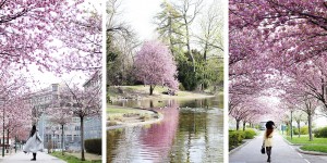 Beitragsbild des Blogbeitrags Where to find Cherry Blossom in Vienna