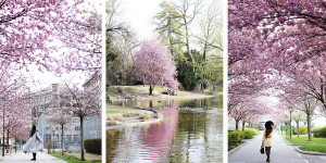 Beitragsbild des Blogbeitrags Where to find Cherry Blossom in Vienna 