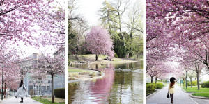 Beitragsbild des Blogbeitrags Where to find Cherry Blossom in Vienna
