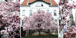 Beitragsbild des Blogbeitrags Spring Guide: Magnolia Trees in Vienna 
