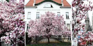 Beitragsbild des Blogbeitrags Spring Guide: Magnolia Trees in Vienna
