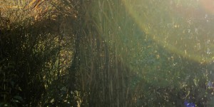Beitragsbild des Blogbeitrags Herbstkind