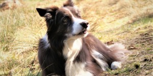 Beitragsbild des Blogbeitrags in dubio pro reo