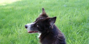 Beitragsbild des Blogbeitrags Segelschiffe