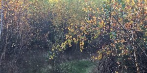 Beitragsbild des Blogbeitrags Herbstabend