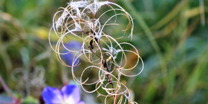 Beitragsbild des Blogbeitrags luisa in gedanken – 09.11.2021 http://www.salamandra.de/