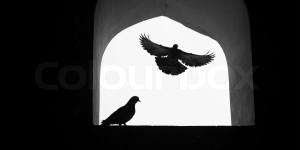 Beitragsbild des Blogbeitrags Die Tauben am Fensterbrett