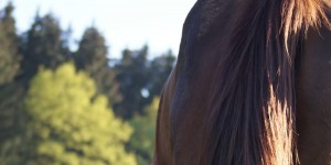 Beitragsbild des Blogbeitrags Pflegemittel