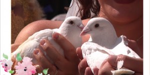 Beitragsbild des Blogbeitrags Der Brauch der Hochzeitstauben - inklusive Gedicht