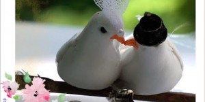 Beitragsbild des Blogbeitrags Hallelujah - oder wieso ich dieses Lied nicht passend finde