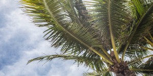Beitragsbild des Blogbeitrags Florida Rundreise: 10 Tipps für den perfekten Urlaub im Sunshine State