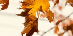 Beitragsbild des Blogbeitrags Herbst Bucket Liste: 15 Dinge um den Herbst zu genießen, inkl. Freebie zum Download 