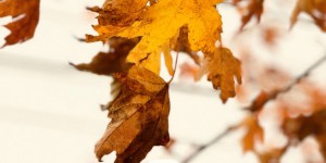 Beitragsbild des Blogbeitrags Herbst Bucket Liste: 15 Dinge um den Herbst zu genießen, inkl. Freebie zum Download